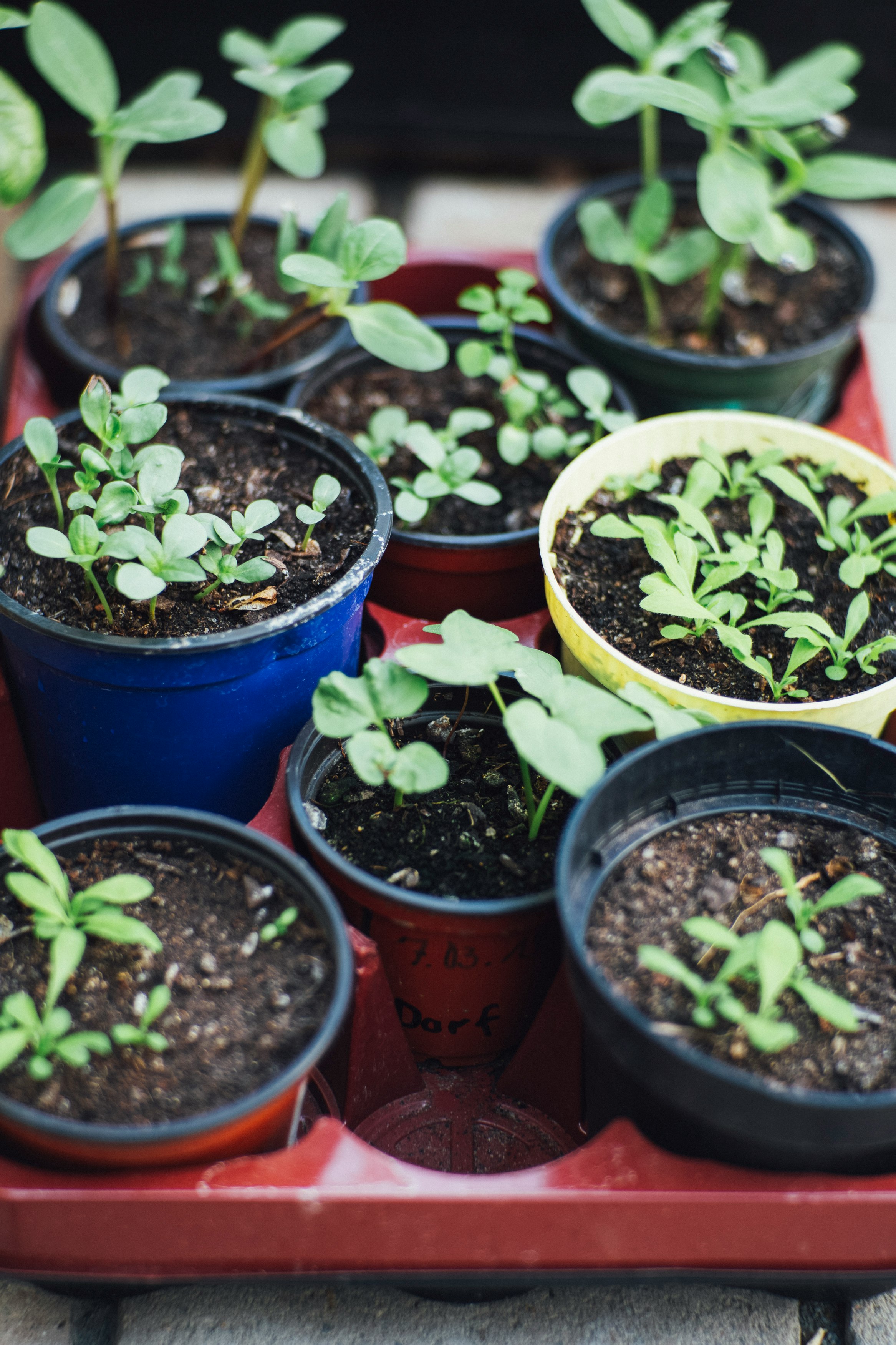 green potted plants on blue plastic pots